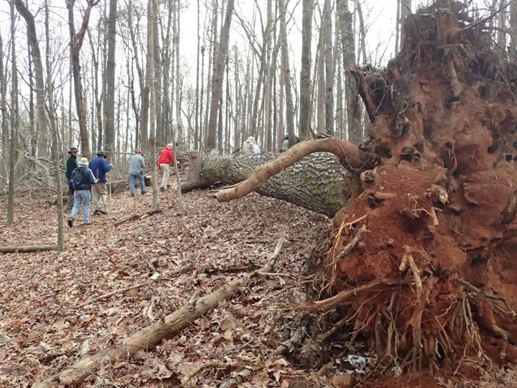 We pass by several large downed oak trees but the path has been cleared.