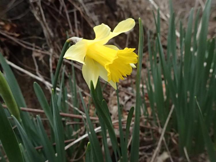 Daffodils blooming early at one of the old homesites.