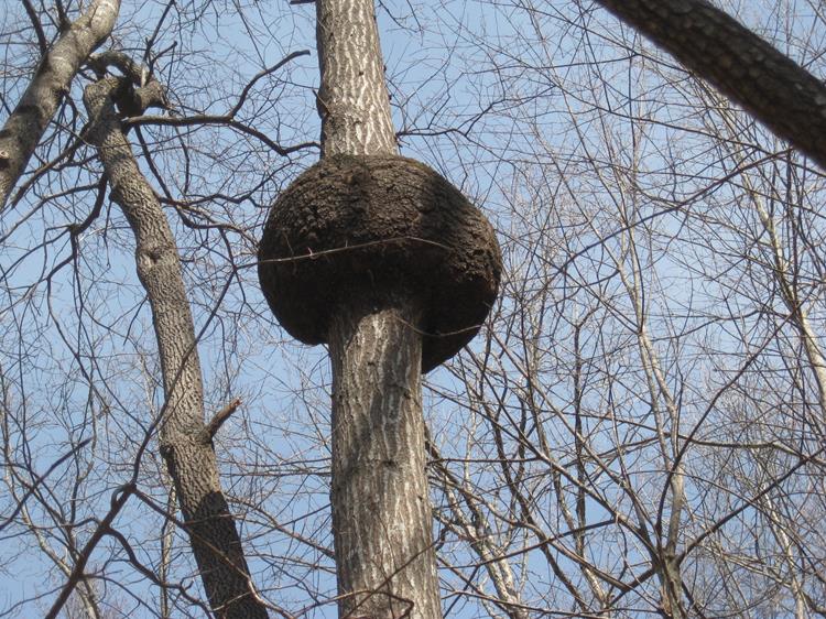 An amazing gall on this oak tree!