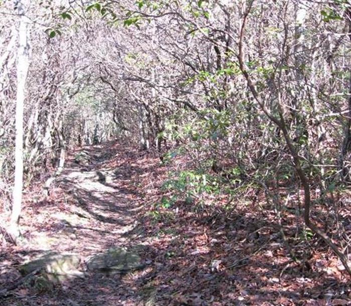 The trail cuts through a dense Rhododendron tunnel.