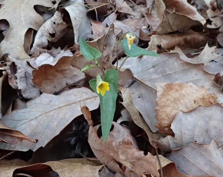 Spring is here and we are starting to see a few wildflowers. Halberd-leaved Violet