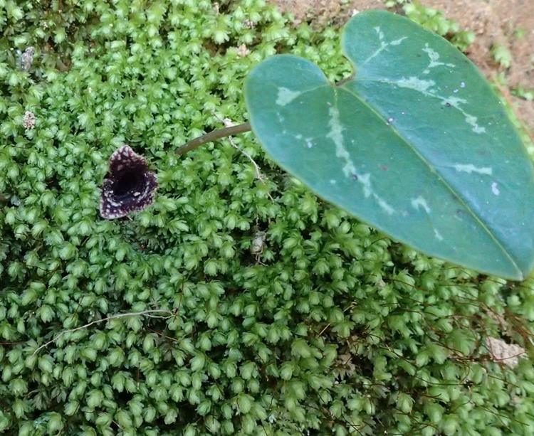 Heartleaf Wild Ginger.