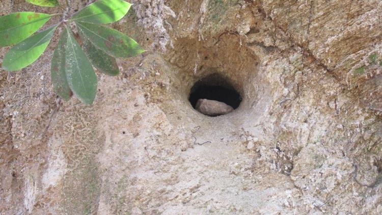 We spot some type of critter's home.