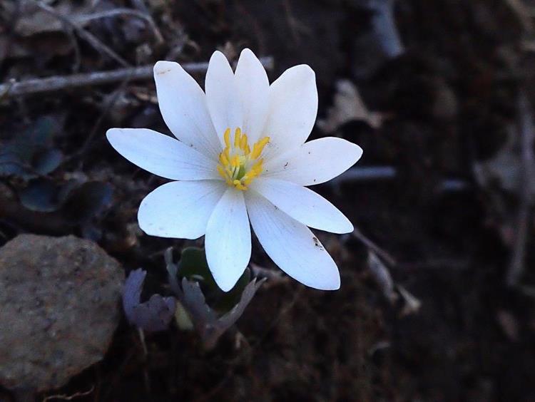 Early springtime wildflowers are starting to emerge! A beautiful Bloodroot
