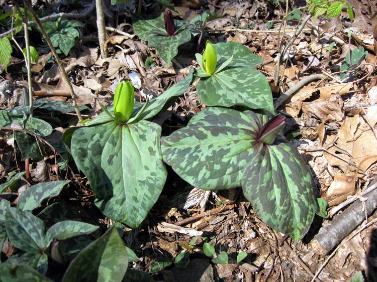 Each week we see more wildflowers waking up. Both Yellow and Purple Toadshade Trillium