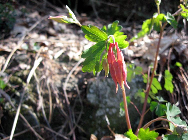 Wild Columbine , just opening.
