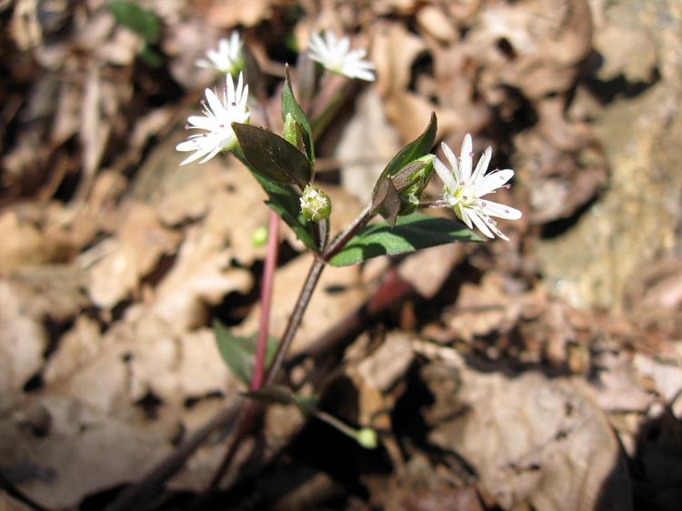 STAR CHICKWEED