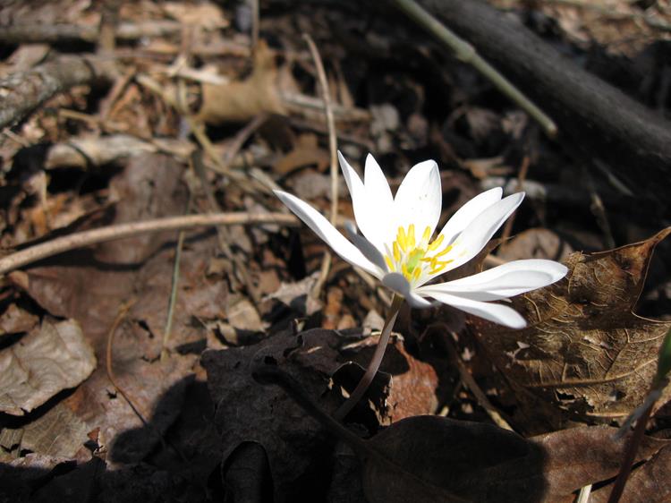 BLOODROOT