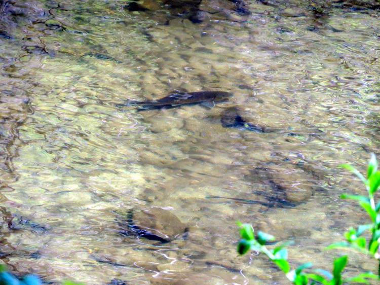 We saw lots of trout. Here is one of the larger ones!