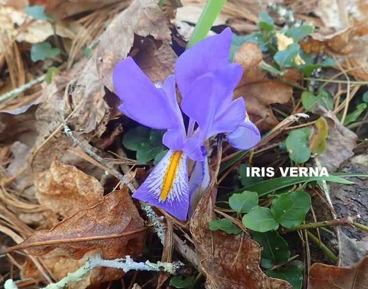 Wild Iris.