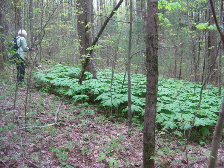 A great day for wildflowers! A thick patch of Mayapples.