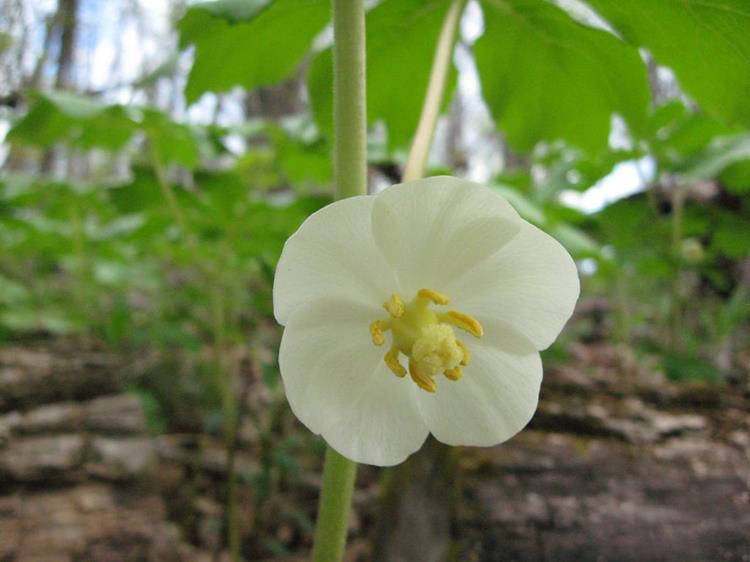 Mayapple blossom