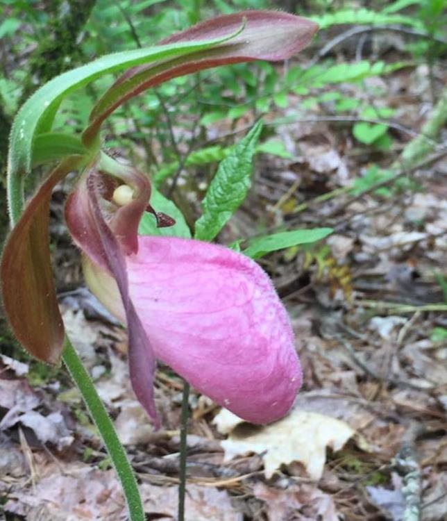 Pink Lady Slipper!