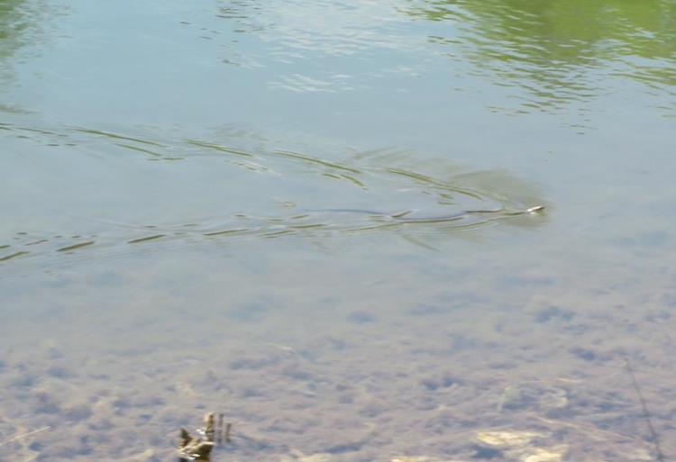 A nice Water Snake patrolling the shoreline.