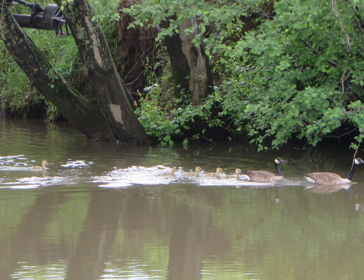 Canada Geese and their babies.