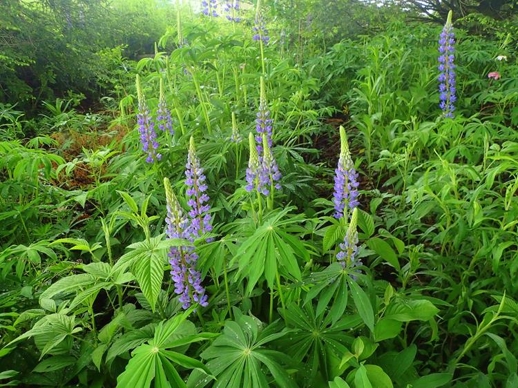 Beautiful Lupines!