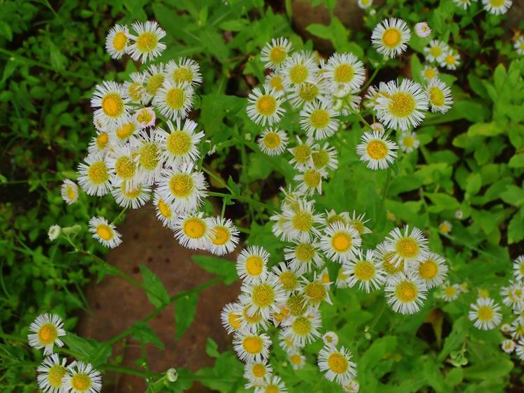 Daisy Fleabane