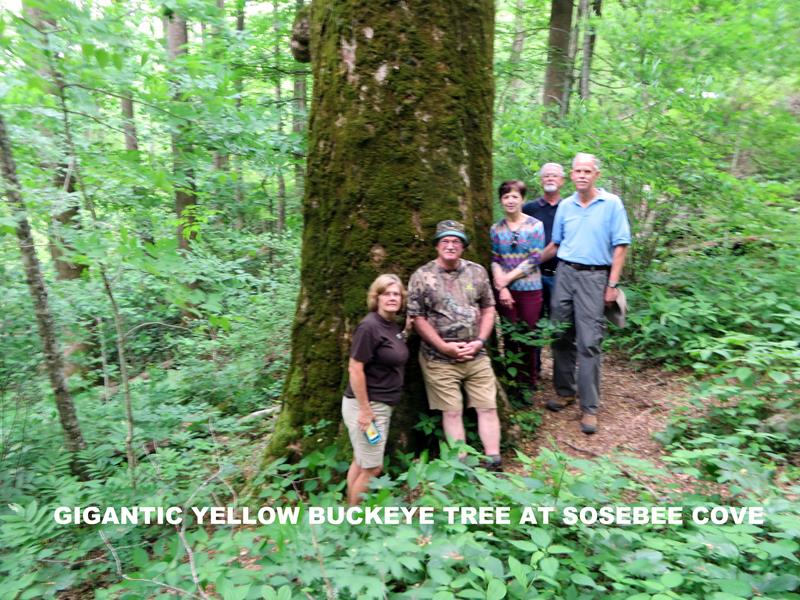 On the drive home, we stopped for a short walk at Sosebee Cove. A champion sized Yellow Buckeye Tree!