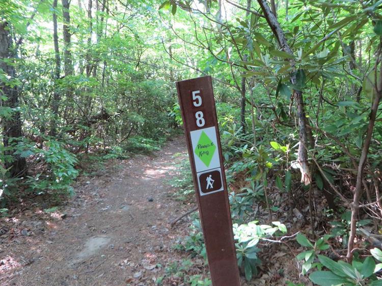 Turning right and walking another quarter mile or so, we come to the intersection with the Pinnacle Knob Trail.