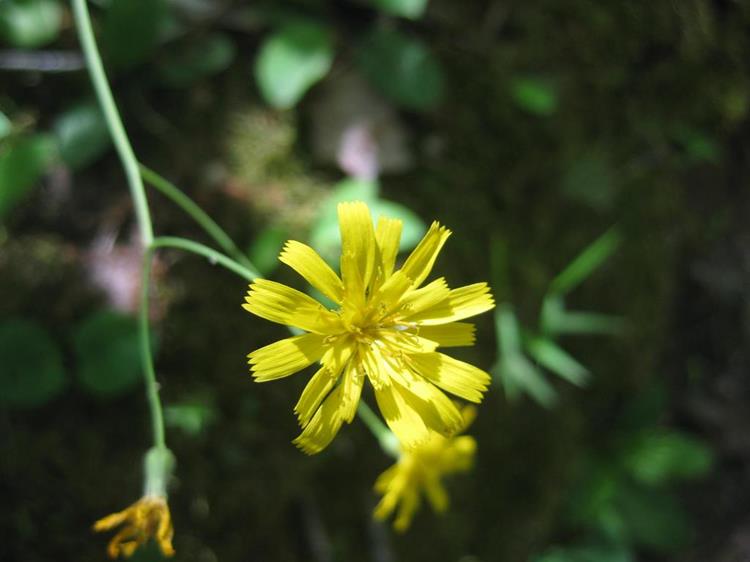 Rattlesnake Weed