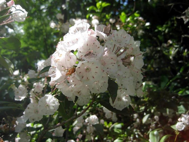 Mountain Laurel