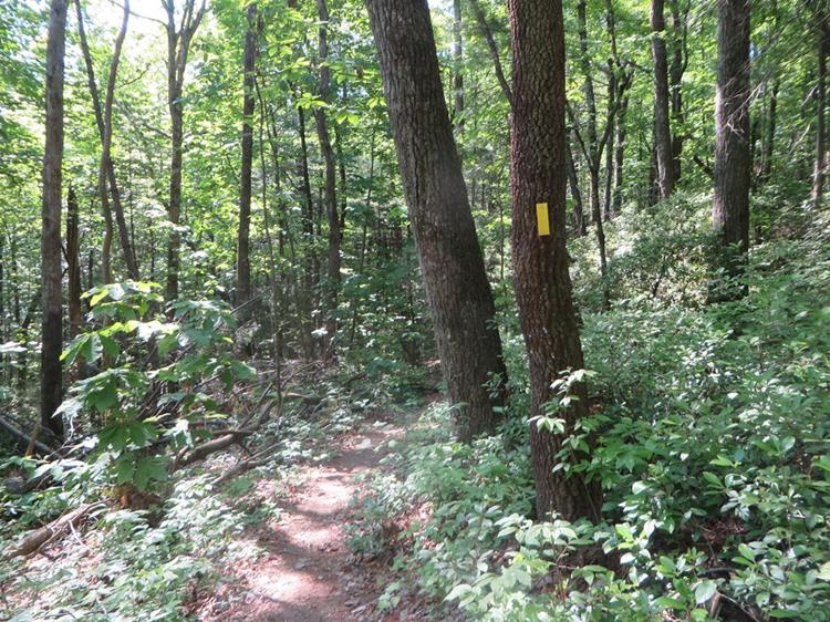 Famous yellow blazes mark the Bartram Trail.