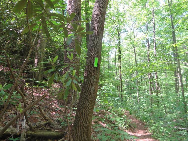 We made it back to the connector trail marked with green blazes.