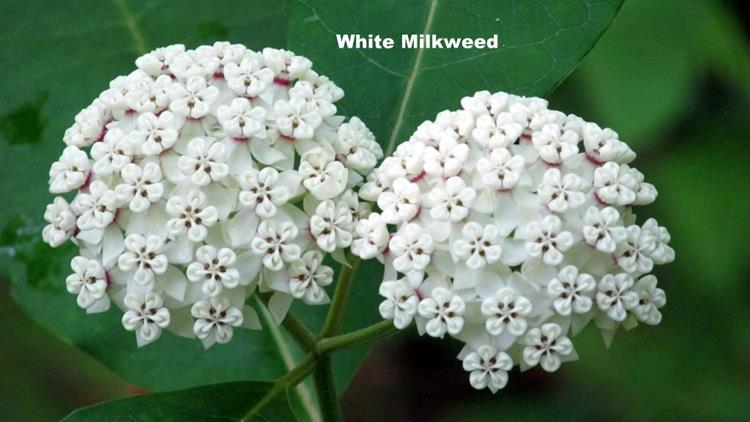 Summertime wildflowers are beginning to bloom!