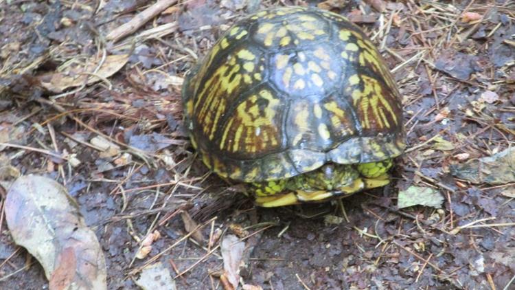 We meet a nice Box Turtle on the trail.