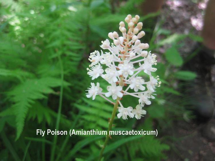 Pulp from a crushed bulb, mixed with sugar, can be used to poison flies,.