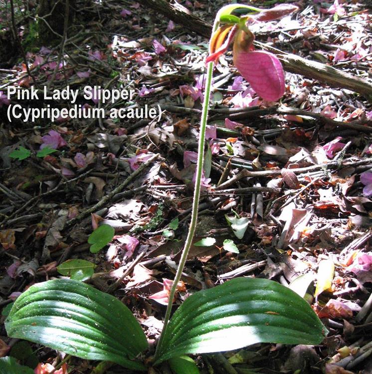We were surprised to find a Lady Slipper still blooming!