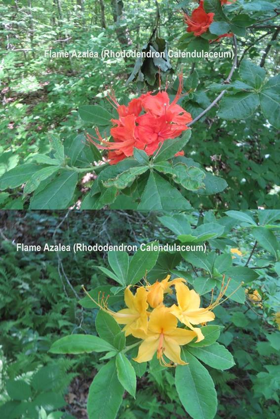 Numerous Flame Azaleas in shades from Yellow to bright red.