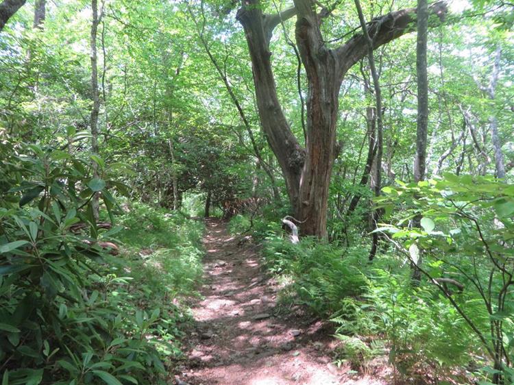 The beautiful NC Appalachian Trail.