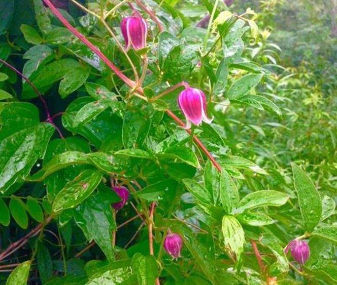 This is a Leather Flower Wild Clematis near the first vista.