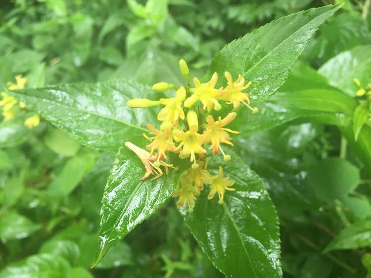 Bush Honeysuckle