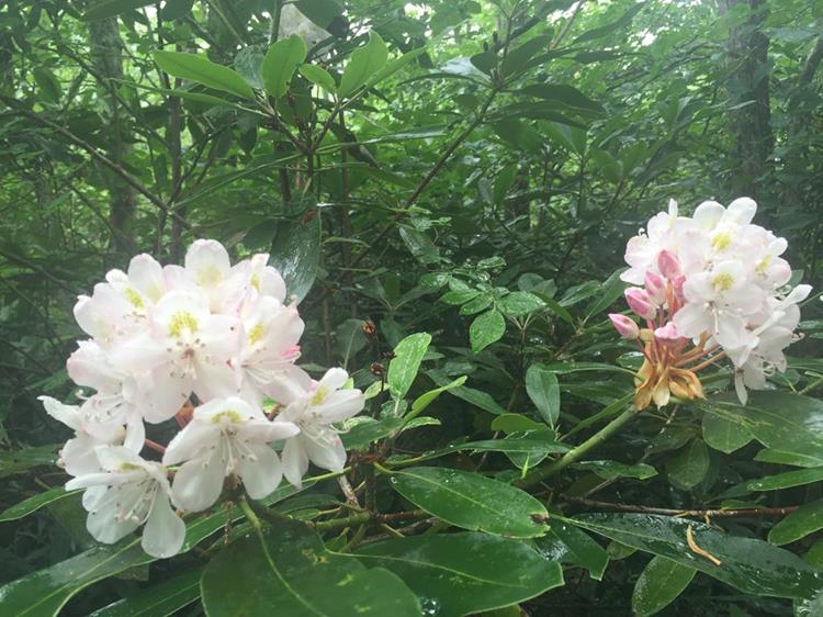 Rosebay Rhododendron