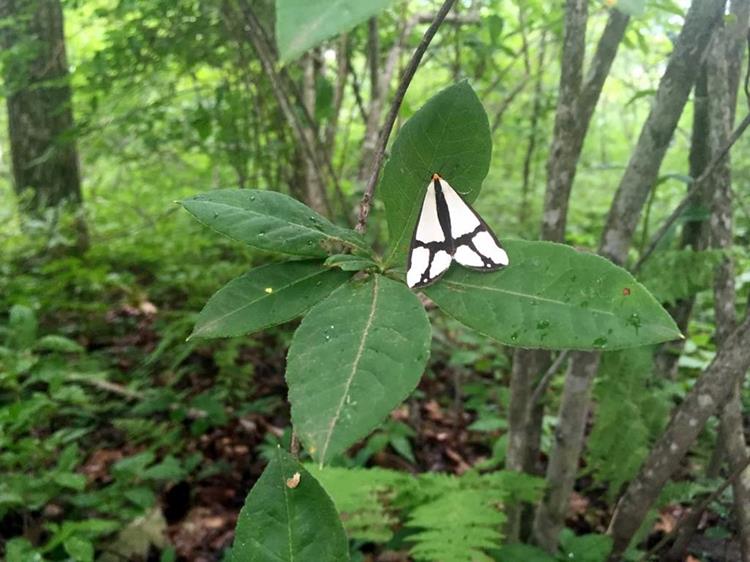 A nice moth or butterfly?