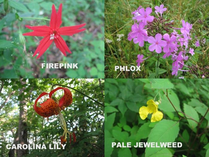 A great day for wildflowers!