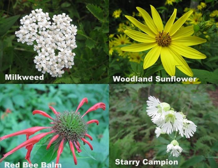 More wildflowers!