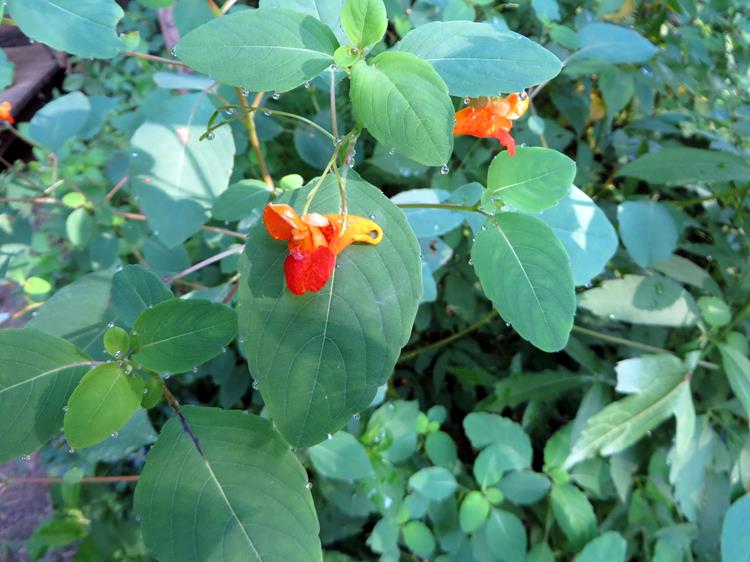 Spotted Jewelweed.