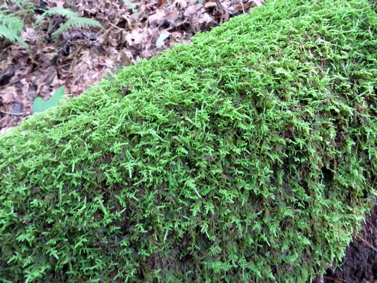 The simple beauty of a moss-covered log.