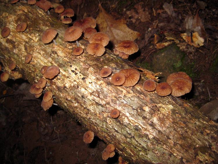 Mushrooms of the week!
