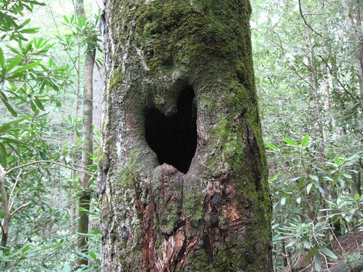 The Valentine Tree!