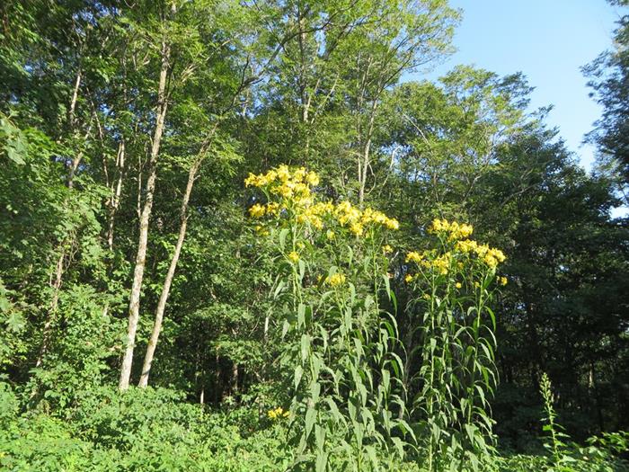 Near the Jones Knob sign, we see this 10ft. tall patch of Golden Glow / Green-headed Coneflowers.