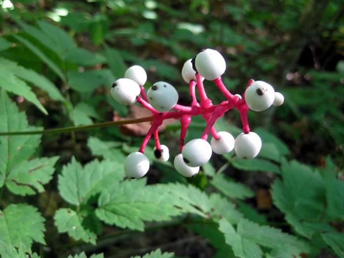 Doll's Eyes / White Baneberry
