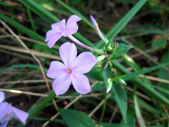 Wild Phlox