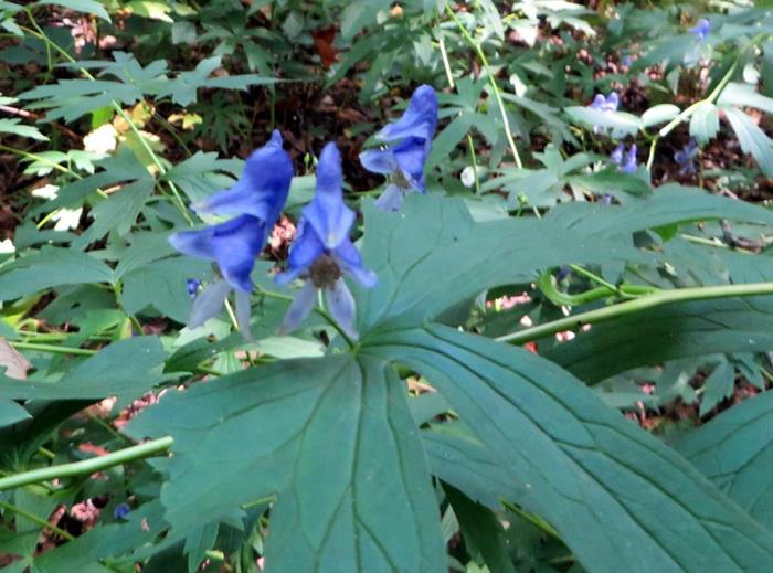 Beautiful Monkshood! Very poisonous plant. Handling can cause a painful rash and nausea or worse. Eating will cause death!