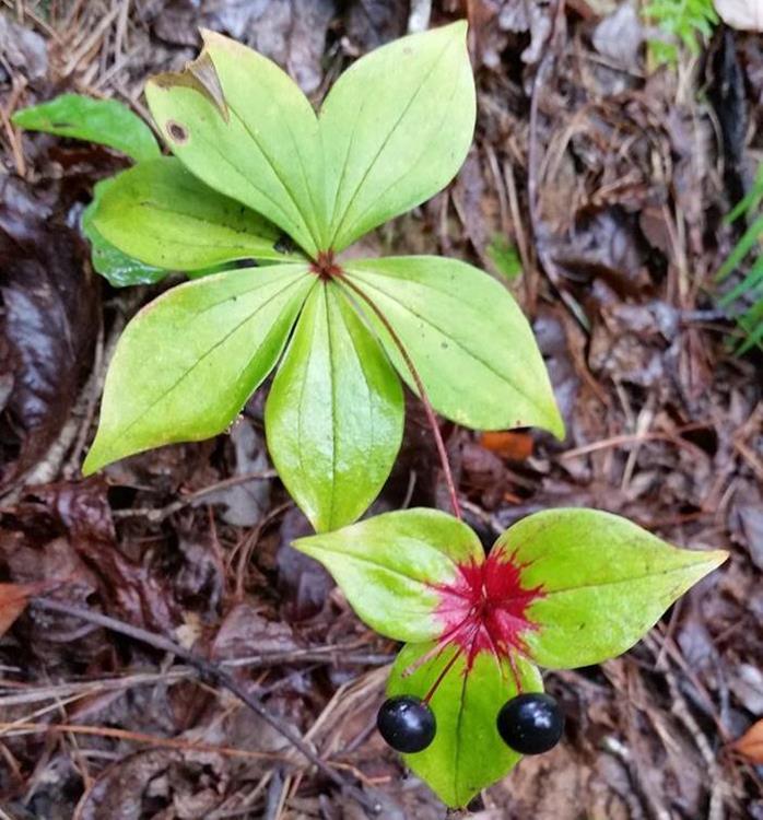 Indian Cucumber Root showing its fall colors.