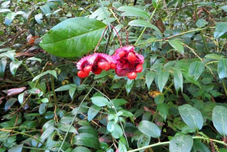 American Euonymus - You can see why it is also called Hearts-a-burstin.