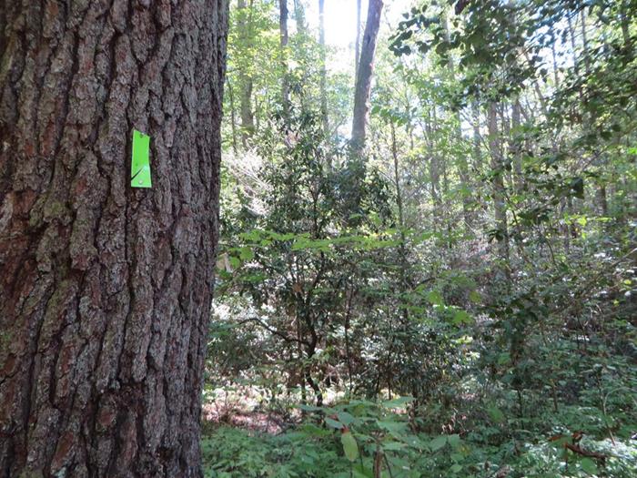 The Chattooga River Trail is marked with green blazes.